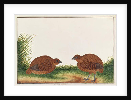 Black Partridge by School Chinese