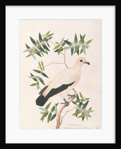 Pied Imperial Pigeon by School Chinese