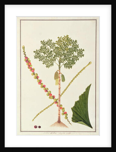 Fishtail Palm by School Chinese