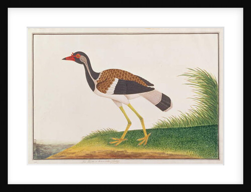 Red-wattled Lapwing by School Chinese