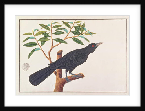 Koel by School Chinese