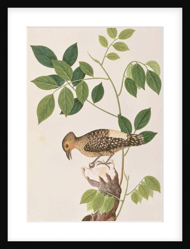 Buff-rumped Woodpecker by School Chinese