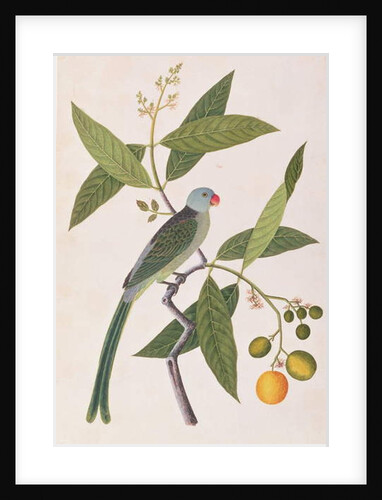 Parakeet by School Chinese