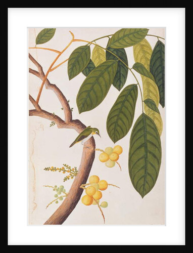 Oriental White-eye by School Chinese