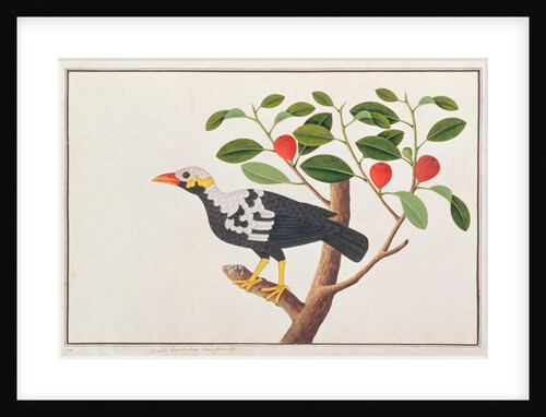 Hill Myna by School Chinese