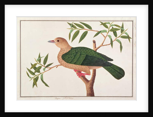Green Imperial Pigeon by School Chinese