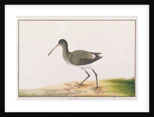 Black-tailed Godwit by School Chinese