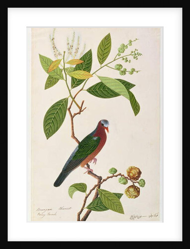 Brangan Chestnut, Pooney Tanah by School Chinese