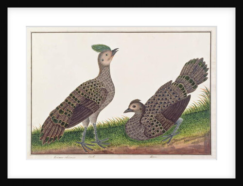 Malayan Peacock-pheasants by School Chinese