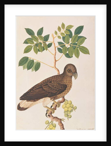 Grey-headed Fish Eagle by School Chinese