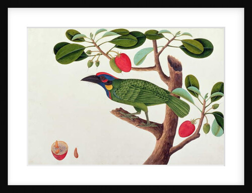 Exotic Bird by School Chinese