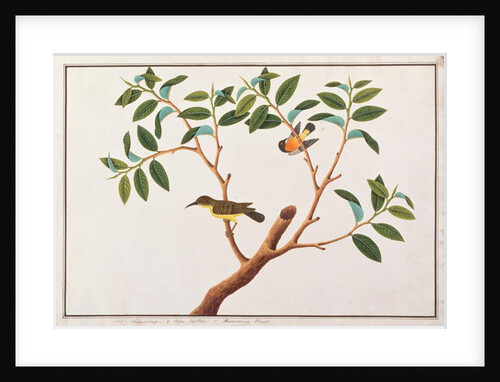 Brown-throated Sunbird and Ruby-cheeked Sunbird by School Chinese