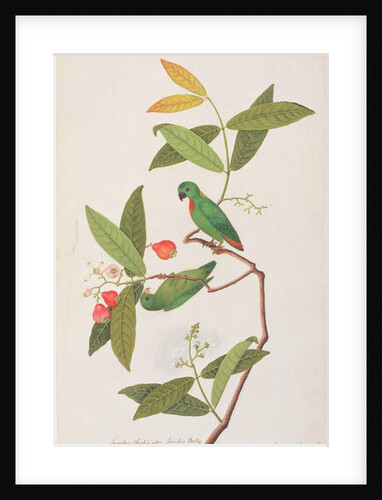 Blue-crowned Hanging Parrot by School Chinese