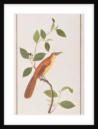 Raffles' Malkoha by School Chinese