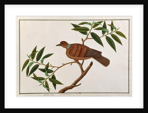 Turtle Dove, Tookoo-Kore by School Chinese