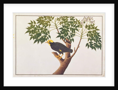 Golden-crested Myna by School Chinese