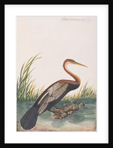 Oriental Darter by School Chinese
