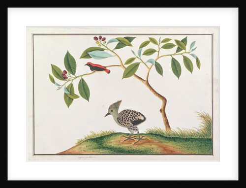 Scarlet-backed Flowerpecker with Grey-and-buff Woodpecker by School Chinese