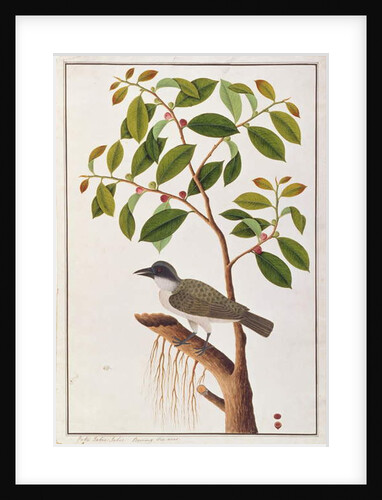 Large Woodshrike by School Chinese