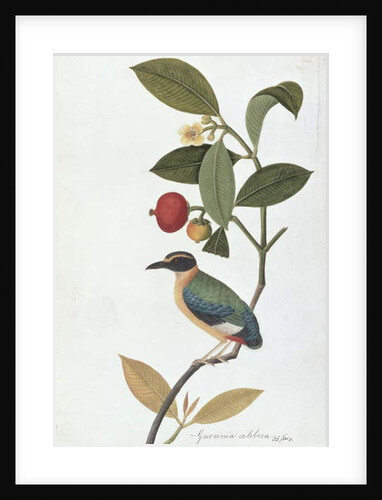 Garcinia celebica, Mangies ootan, Bourong Mentooah Plandoka by School Chinese