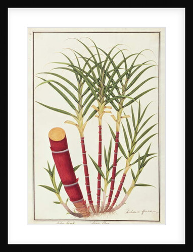 Sugar Cane, Teboo Gagak by School Chinese