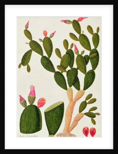 Liedah Badah, Cardasse Cochenille by School Chinese