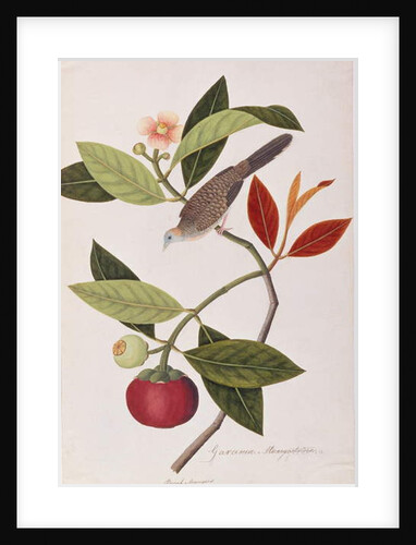 Zebra Dove by School Chinese