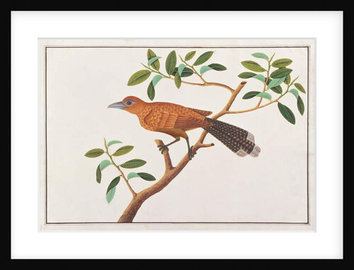 Raffles' Malkoha by School Chinese