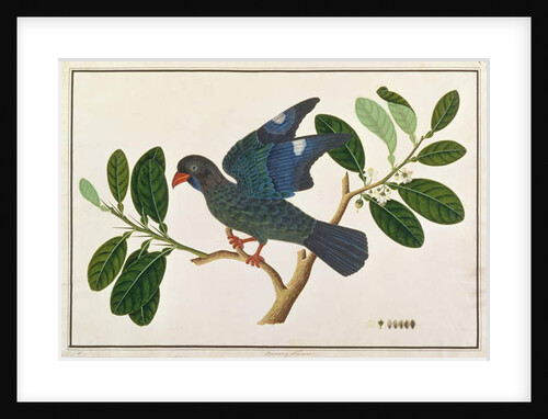 Dollarbird by School Chinese