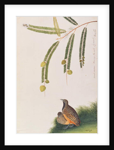 Barred Buttonquail by School Chinese