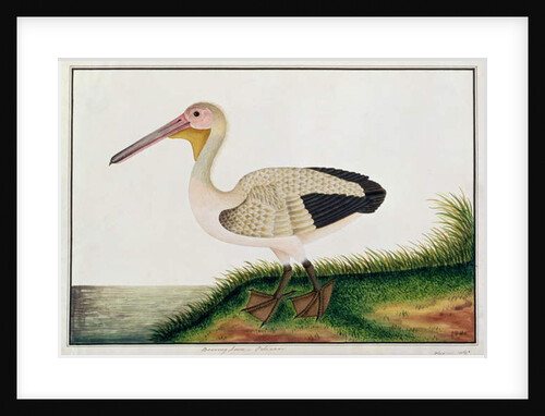 Pelican, Boorong Java by School Chinese