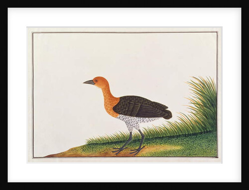 Slaty-legged Crake by School Chinese