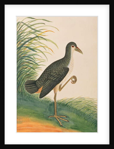 White-breasted Waterhen by School Chinese