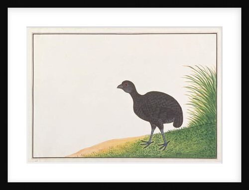 Black Partridge by School Chinese