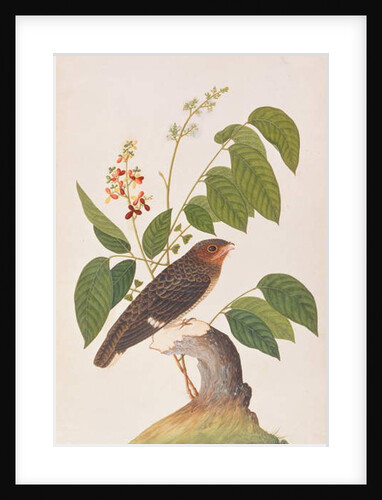 Dusky Broadbill by School Chinese