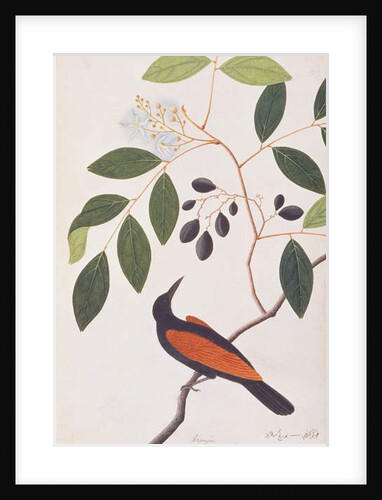 Greater Coucal by School Chinese
