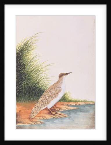 Tern by School Chinese