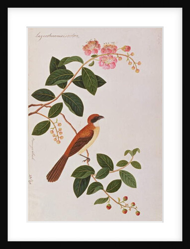 Brown Shrike by School Chinese