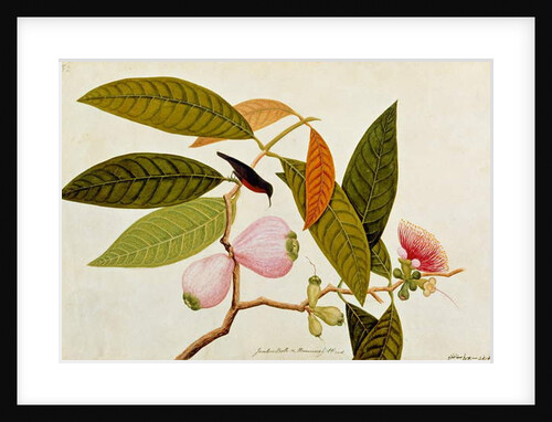 Jamboo, Boll and Humming Bird by School Chinese