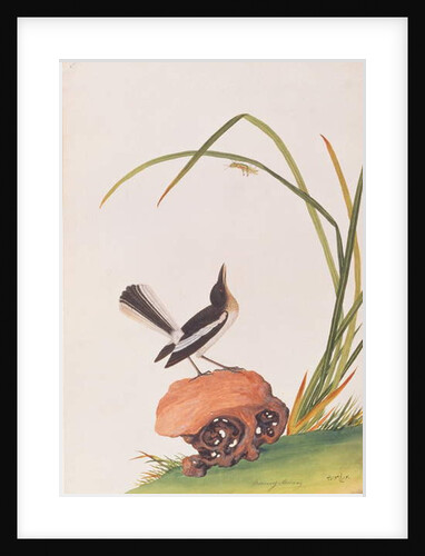 Magpie Robin by School Chinese