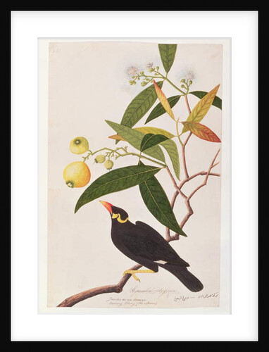 Hill Myna by School Chinese