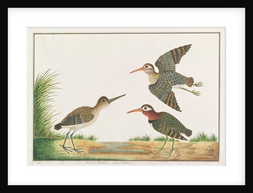 Greater Painted-snipe by School Chinese