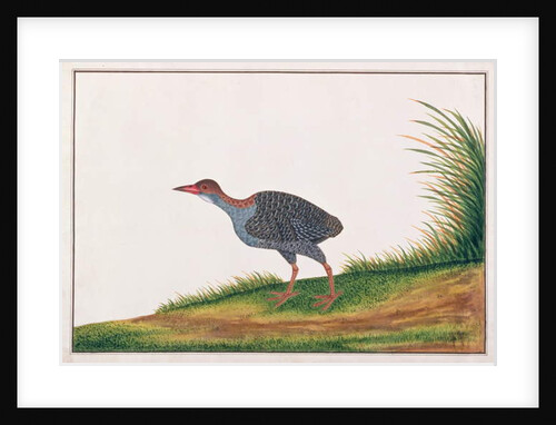 Slaty-breasted Rail by School Chinese