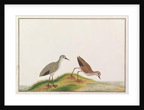 Sandpiper by School Chinese