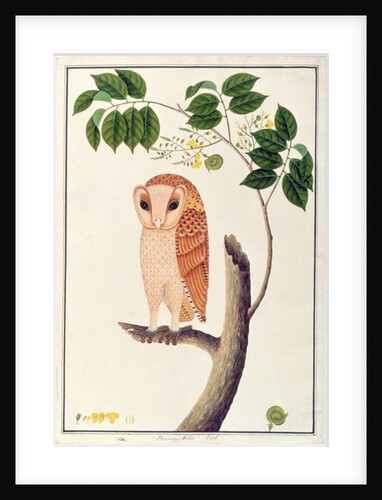 Owl, Boorong antoo by School Chinese
