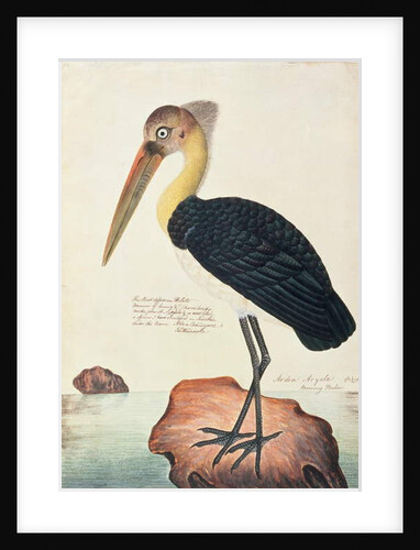 Ardea Argala by School Chinese