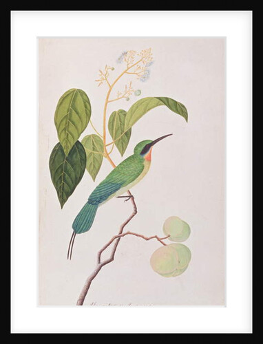 Blue-tailed Bee-eater by School Chinese