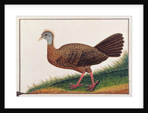 Great Argus by School Chinese