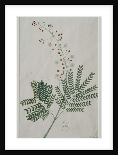 Acacia leucophloea, 1785 by Anna Maria Jones