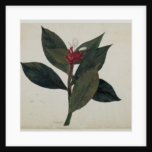 Sonamukhi, or Senna by Indian School